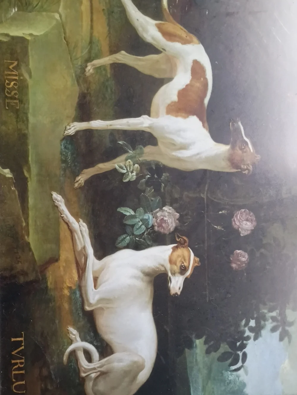 Dog Portrait Wall Art Print - White and Brown Greyhounds